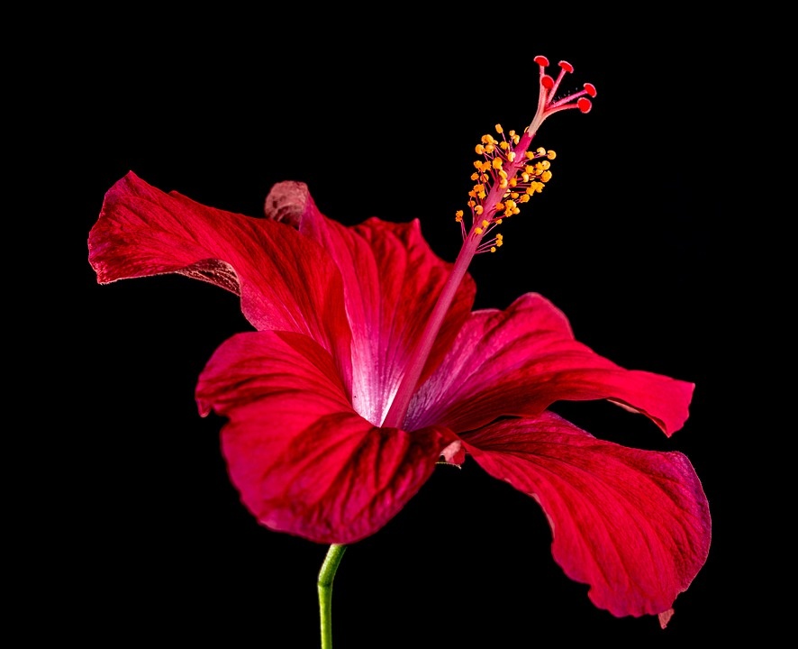 Hibiscus News