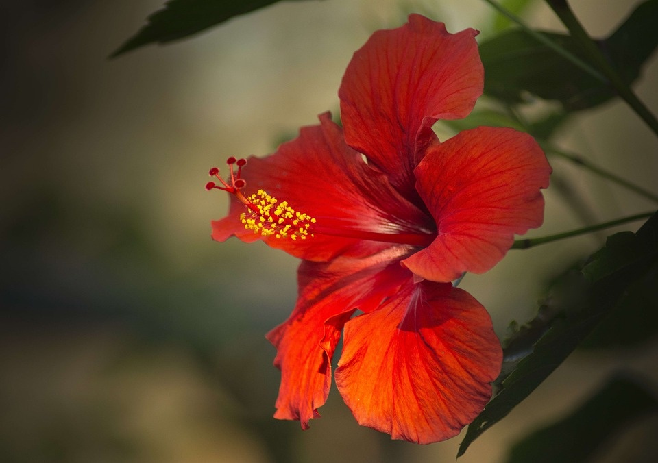 Hibiscus News