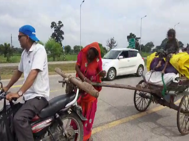 rajgarh woman pulling bullock cart