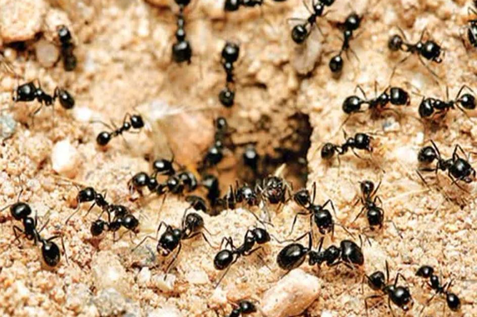 Ant population