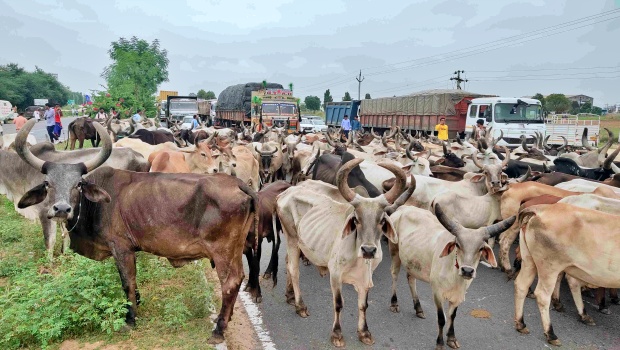 हाईवे पर लगा जाम