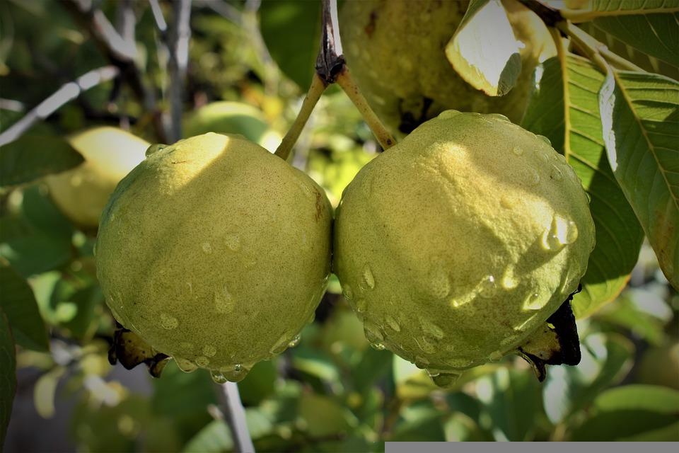 Guava