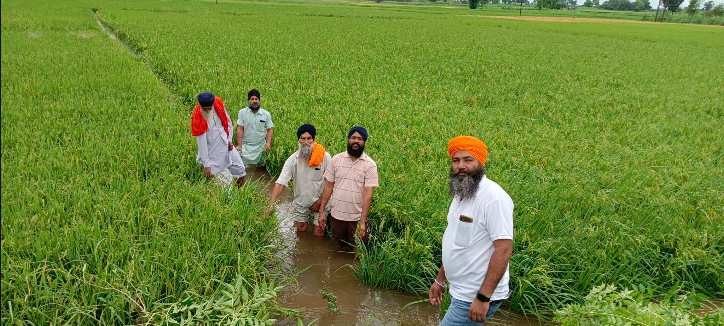 Incessant rain has increased the concern of farmers