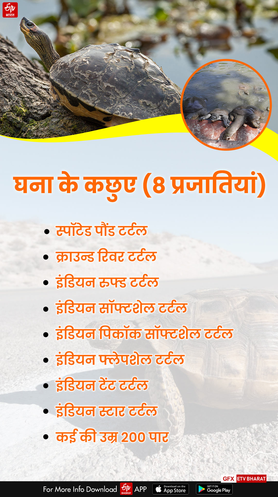 World Of Tortoise In Bharatpur