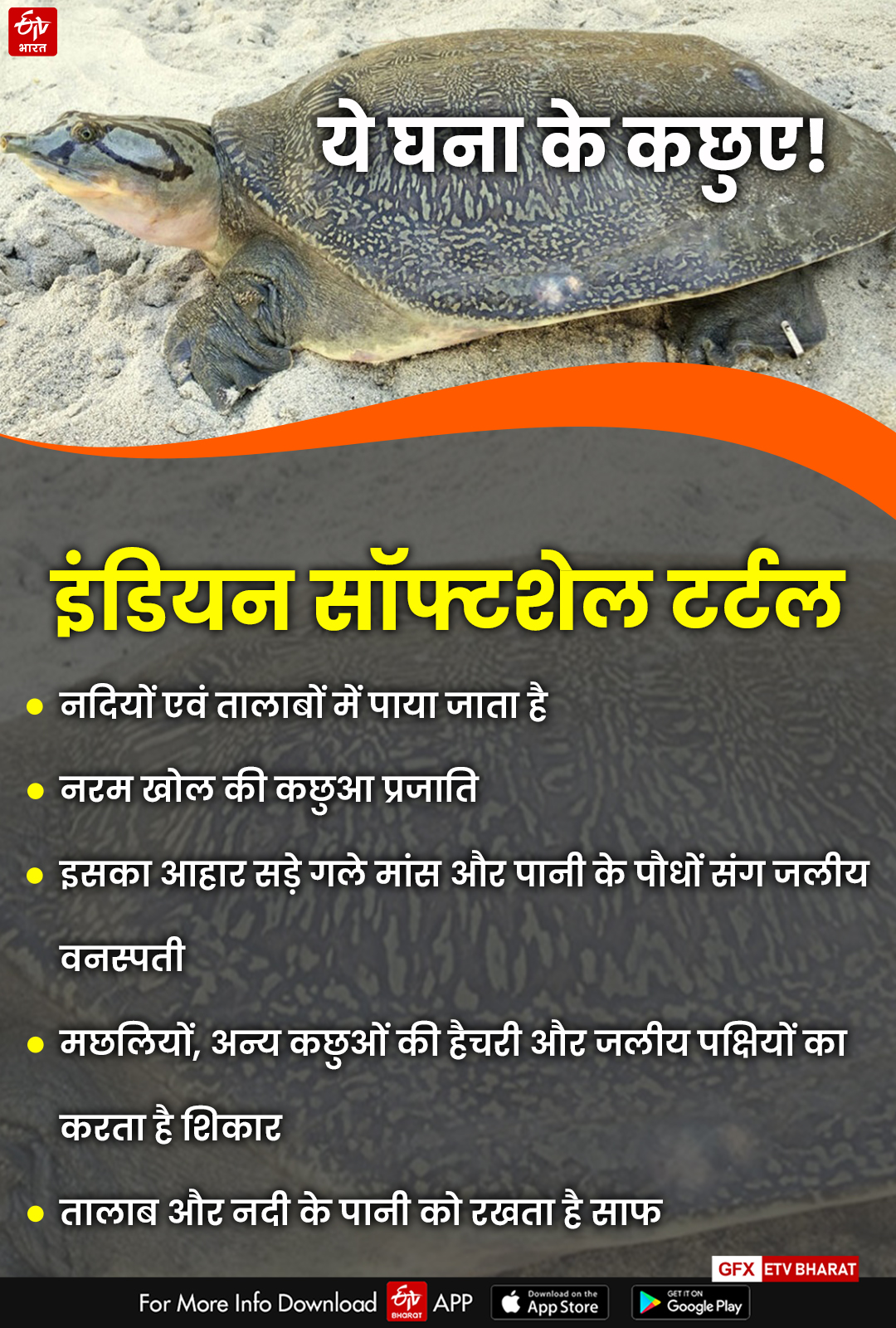 World Of Tortoise In Bharatpur