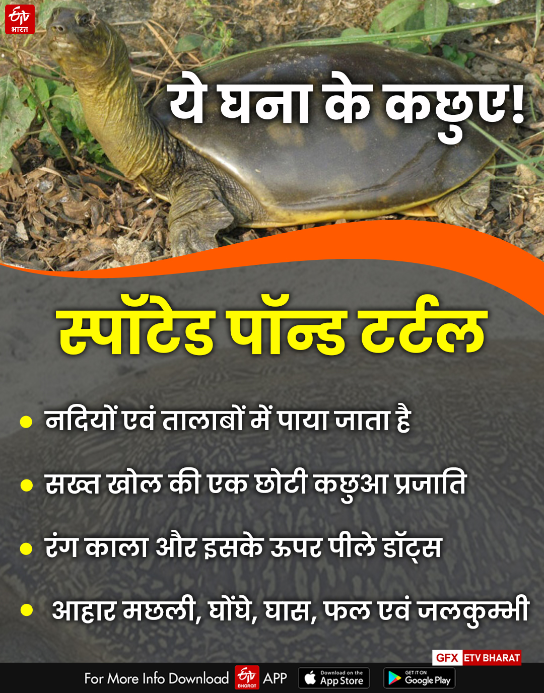 World Of Tortoise In Bharatpur