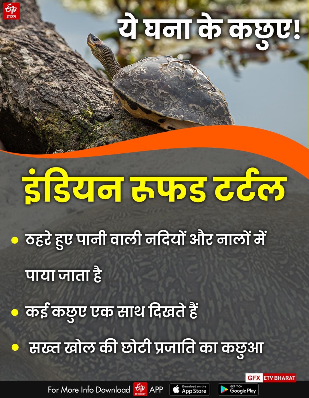 World Of Tortoise In Bharatpur