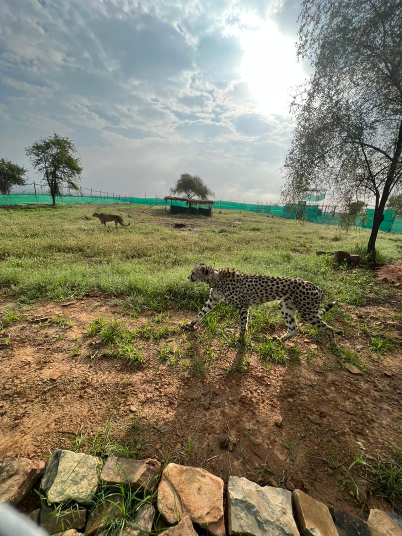 Cheetah in Kuno Palpur Park