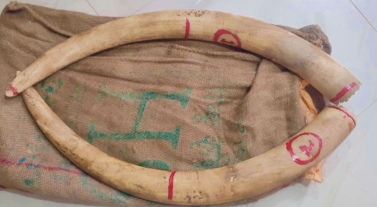 elephant tusks kidnapped three arrested