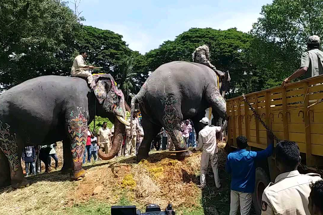 Elephant Sri Rama  refuses to leave Mysore