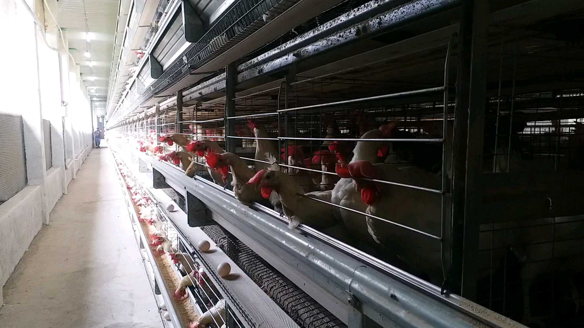 Egg Production Poultry Farm