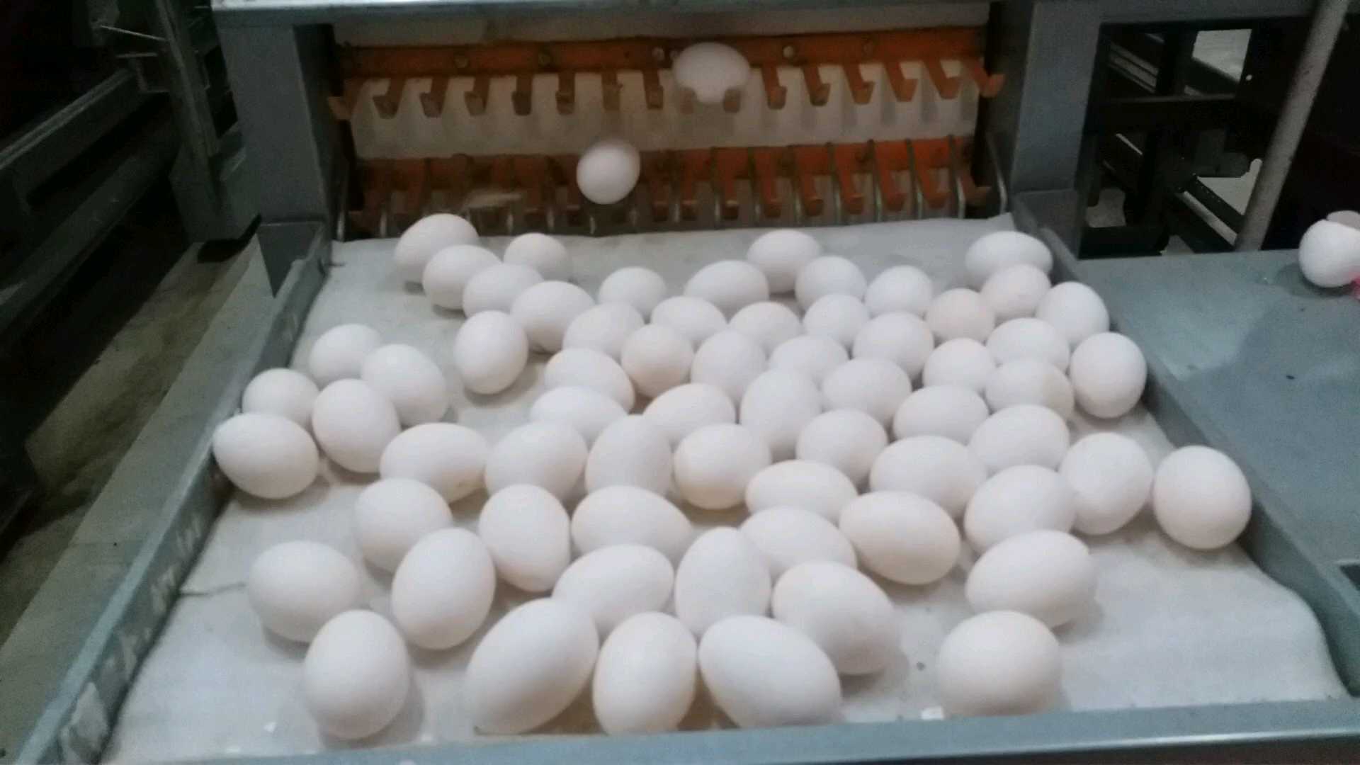 Egg Production Poultry Farm