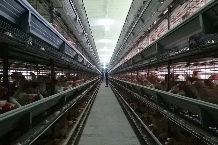 Record chicken egg production Maharashtra farmer success story