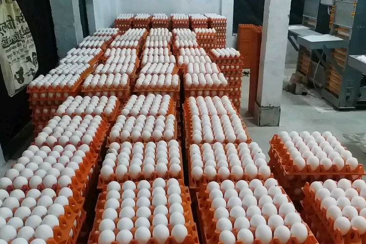 Record chicken egg production Maharashtra farmer success story