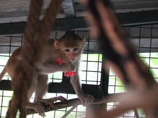 arrival-of-new-animals-and-birds-in-pilikula-biological-park