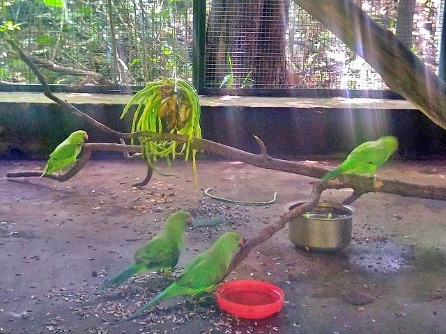 arrival-of-new-animals-and-birds-in-pilikula-biological-park