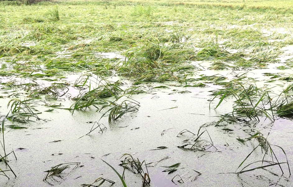 Heavy damage to Kharif crops