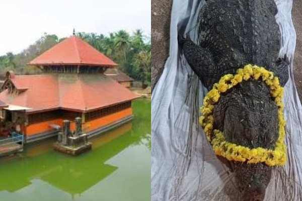 The miracle temple crocodile 'Babia' dies