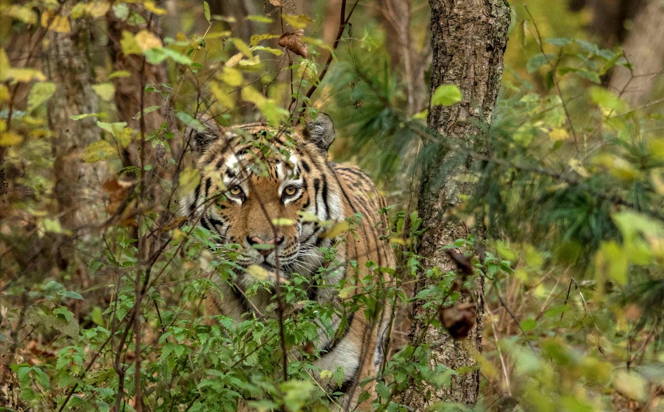 now you adopt wild animals in Himachal