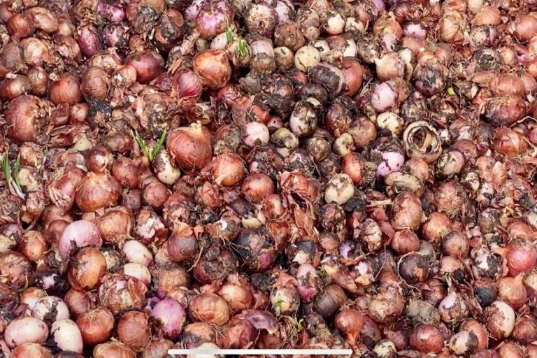 onion rotted in Nafed godown in Nashik Due to return rains