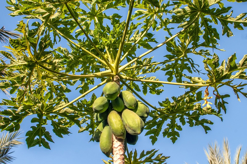 Know the benefits of Papaya leafs