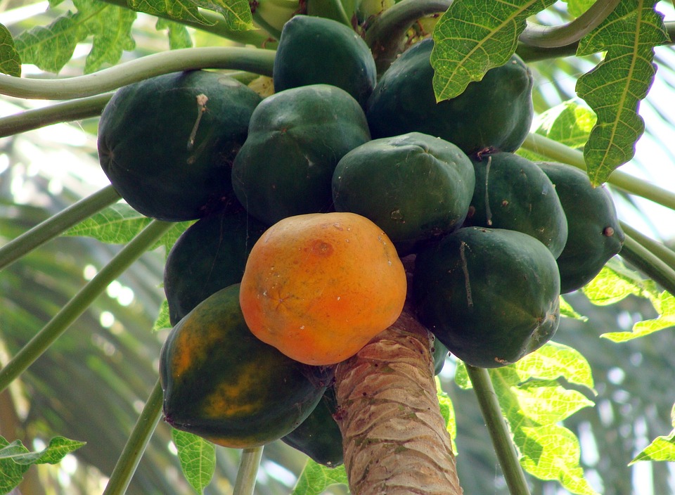 Know the benefits of Papaya leafs