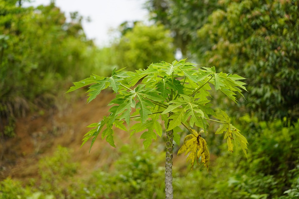 Know the benefits of Papaya leafs