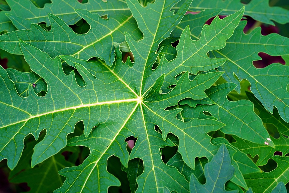 Know the benefits of Papaya leafs