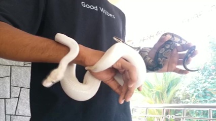 african pythons cultivation