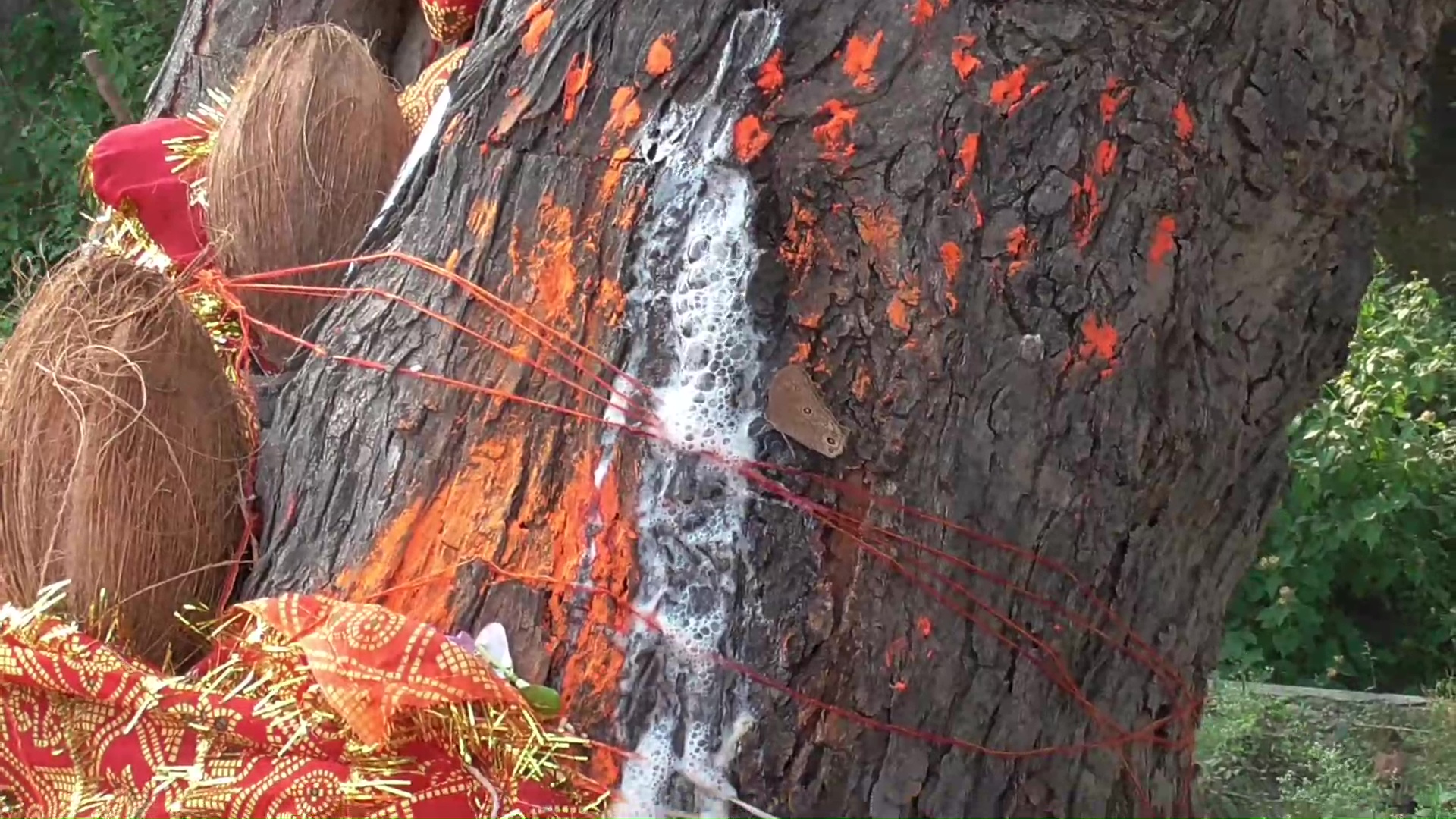 neem tree giving milk in singrauli