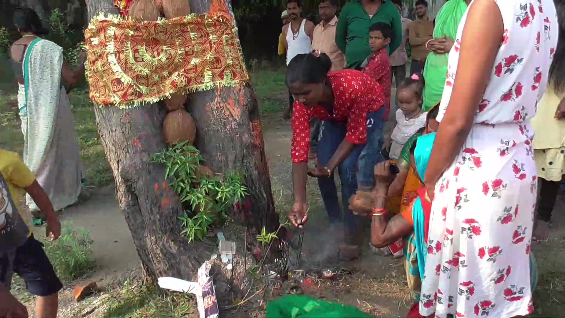 neem tree giving milk in singrauli