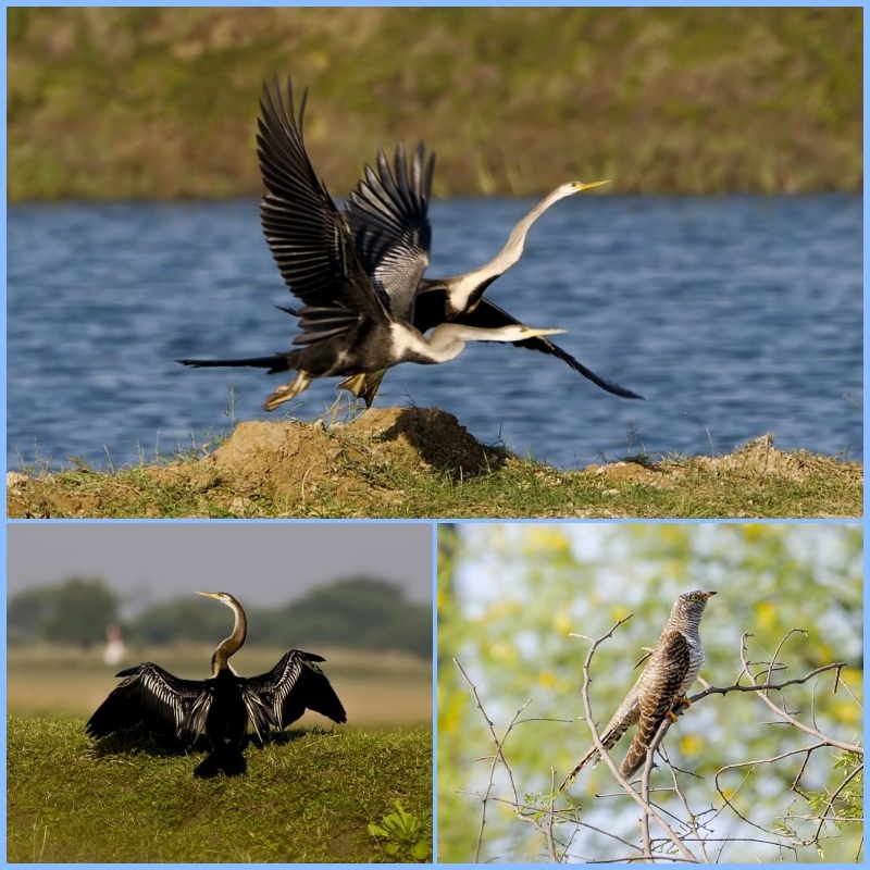 વડોદરા માટે પ્રકૃતિ પ્રવાસન સ્થળ