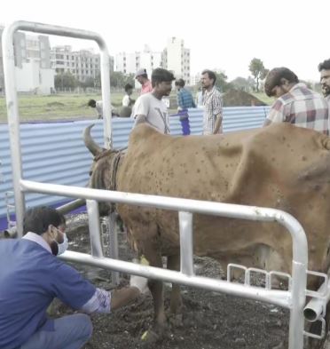 مویشی پروری کے وزیر کے آبائی حلقے میں نہیں رک رہا لمپی وائرس کا قہر