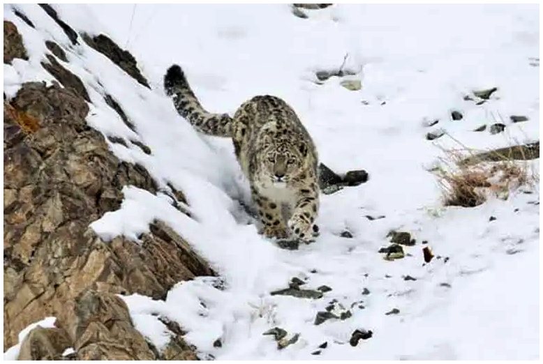 snow leopard in himachal
