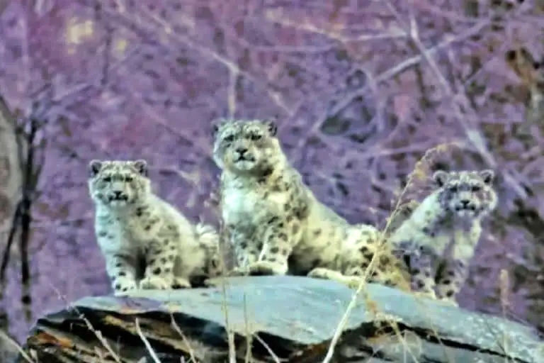 snow leopard in himachal