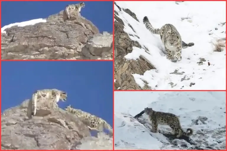 snow leopard in himachal