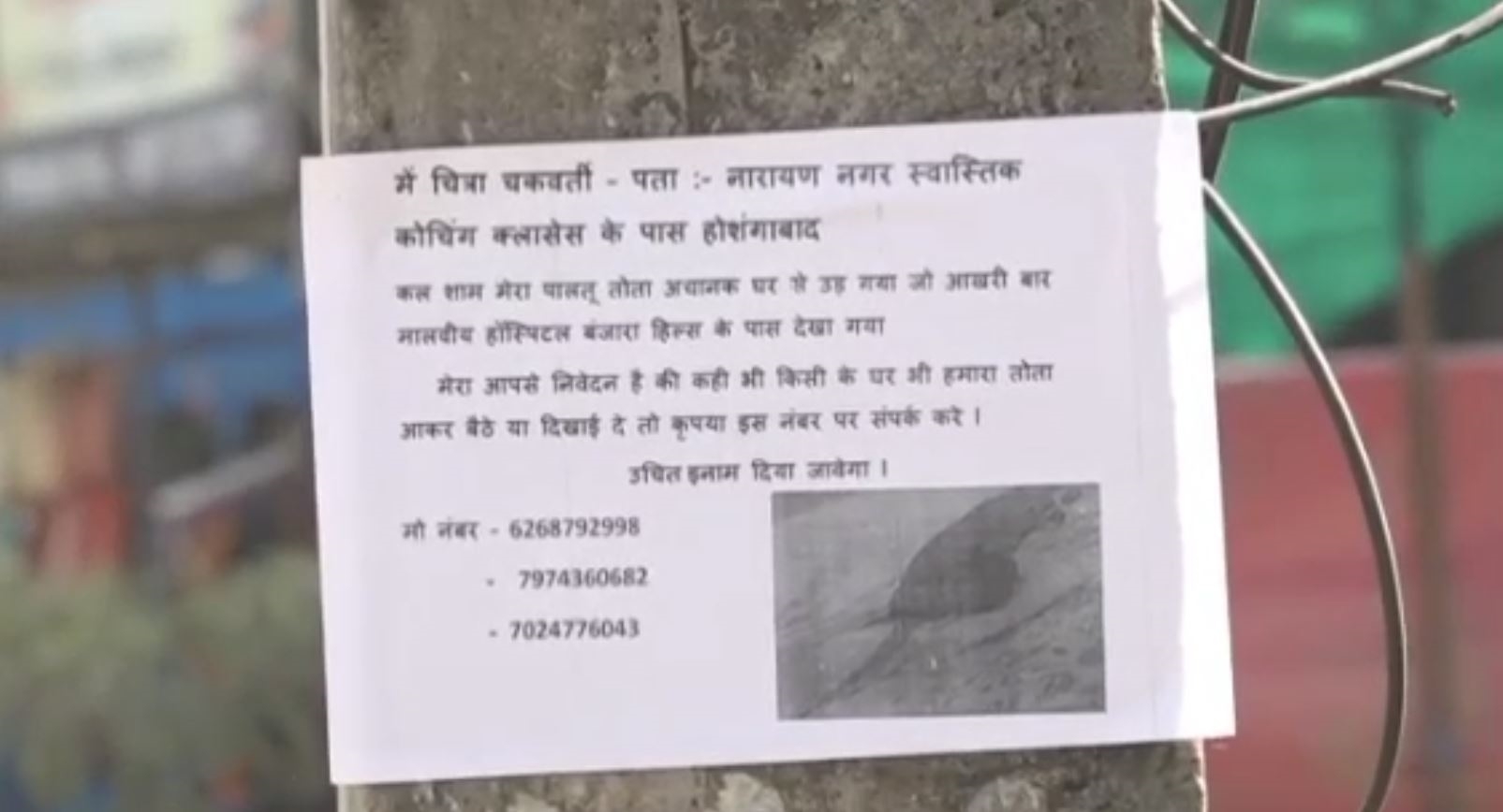 NARMADAPURAM FAMILY ANNOUNCES REWARD FOR MISSING PARROT PUT UP POSTERS TO SEARCHING PARROT