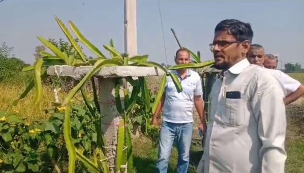 dragon fruit farming in palwal