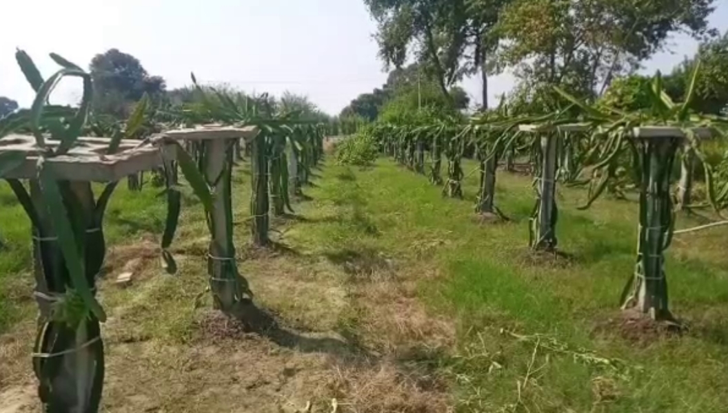 dragon fruit farming in palwal