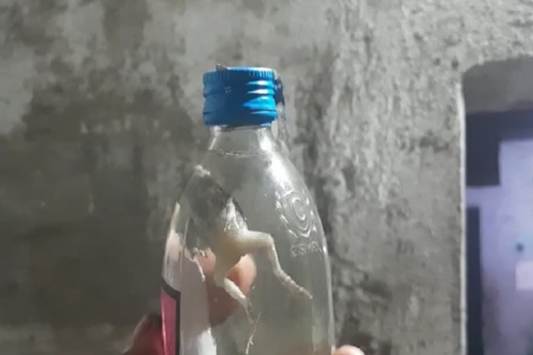 dead frog in wine bottle