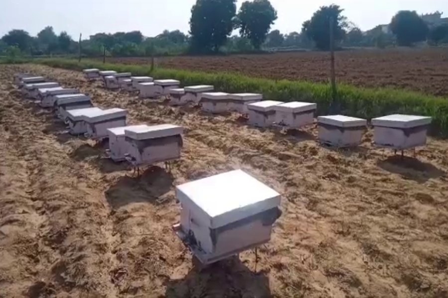 bee keeping in palwal