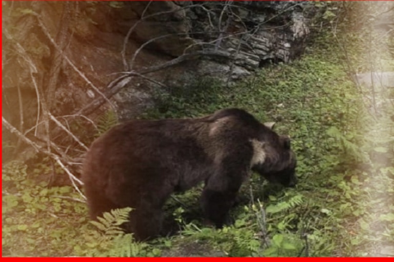 Bears are constantly seen in forest areas