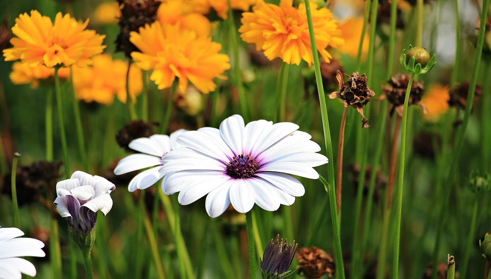 Flower gardens for a happy life