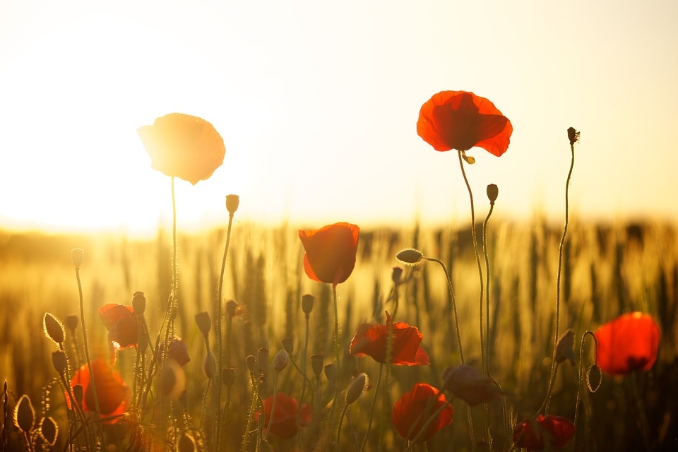 Flower gardens for a happy life