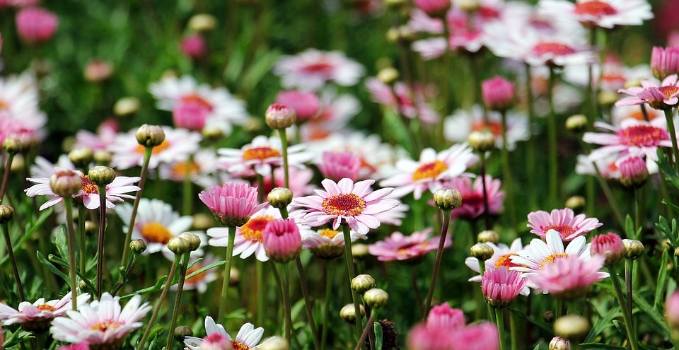 Flower gardens for a happy life