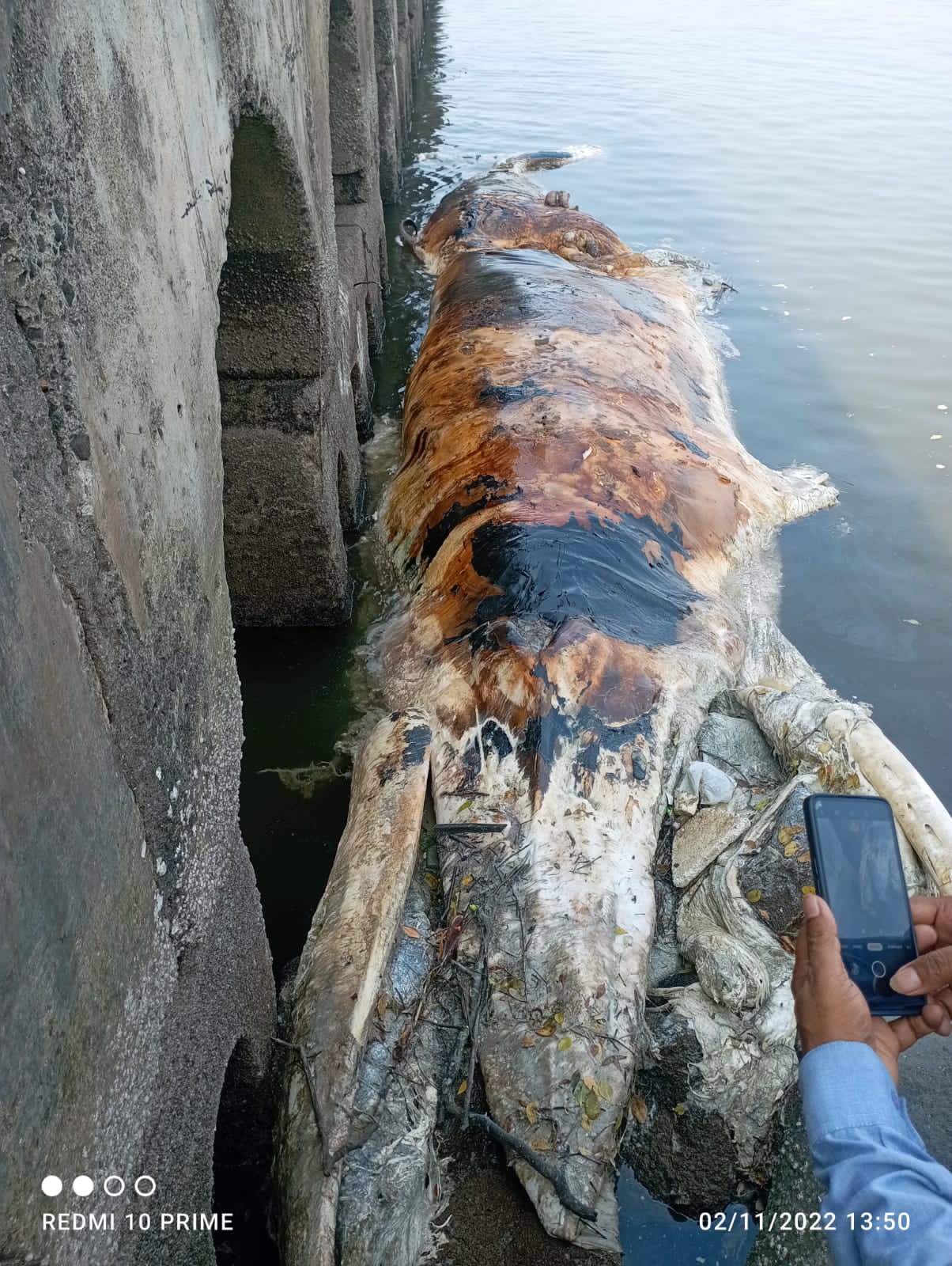बंदर किनारी सापडला तब्बल ३० फुटी मृत ब्लु व्हेल मासा
