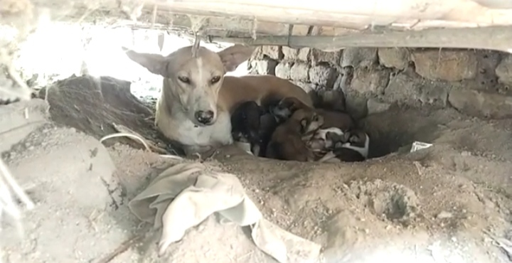 pup born to dog resembles goat