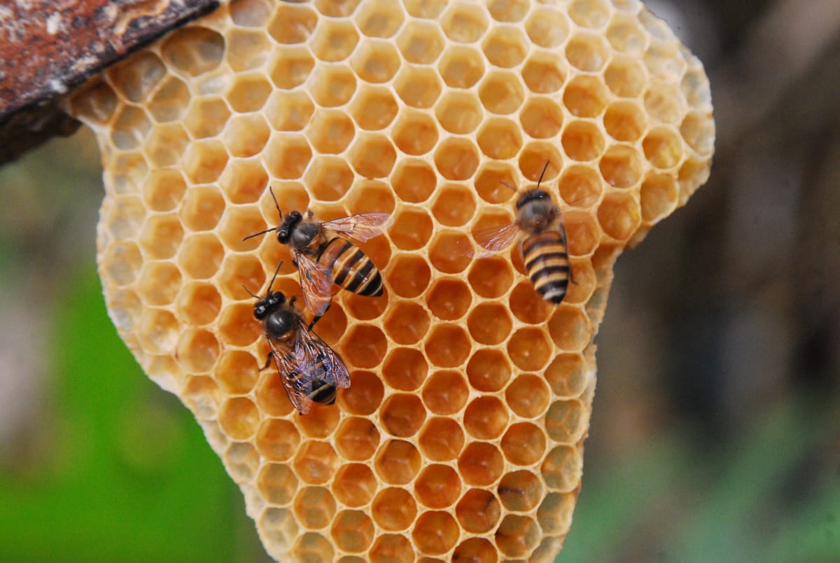 Black honeybee kerala  ഇന്ത്യന്‍ ബ്ലാക്ക് ഹണീബീ  കാര്‍ഷിക ഗവേഷണ രംഗത്തിന് പുതു നേട്ടം  Indian Black Honey Bee  എപ്പിസ് കരിഞൊടിയന്‍  പുതിയ ഇനം തേനീച്ച  തേനീച്ച കര്‍ഷകര്‍  കറുത്ത നിറമുള്ള തേനീച്ച  kerala latset news  malayalam news  കേരള വാർത്തകൾ  മലയാളം വാർത്തകൾ  new achievement for agricultural research  new honey bee from kerala  honey bee new species  Apis Karinjodian  എപിസ് ഇന്‍ഡിക്ക  പുതിയ തേനീച്ച  പുതിയ തേനീച്ച വര്‍ഗത്തിന്‍റെ ശാസ്‌ത്രനാമം  The scientific name of the new bee genus  indian Black honeybee kerala