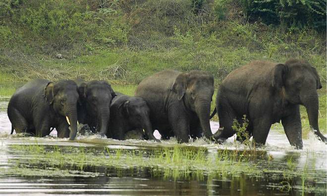 ’காவேரி தெற்கு வன உயிரின சரணாலயம்’ : தமிழகத்தின் புதிய சரணாலயம்