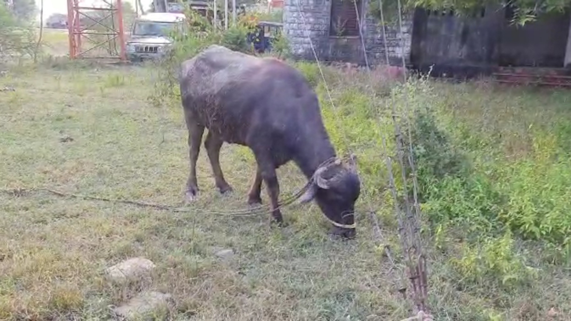 rewa controversy poor buffalo